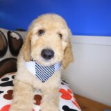 Wooly Goldendoodle 01