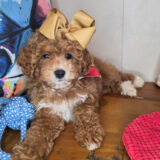 Yapper Schnauzer 04