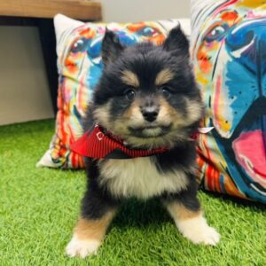Yoyo Pomsky 01 Yoyo Pomsky 01