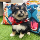 Yoyo Pomsky 02