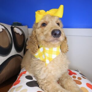 Yvette Goldendoodle 01 Yvette Goldendoodle 01