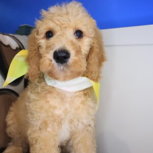 Yvette Labradoodle 02 Yvette Labradoodle 02