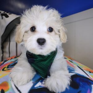 Zander Shihpoo 01 Zander Shihpoo 01