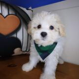 Zander Shihpoo 03