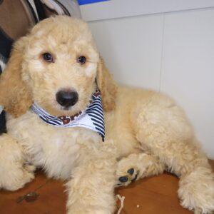 Zeke Goldendoodle 01 Zeke Goldendoodle 01