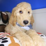 Zeke Goldendoodle 02