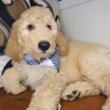 Zeke Goldendoodle 04