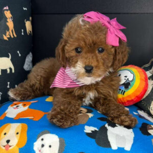 Zia Cavapoo 01 Zia Cavapoo 01