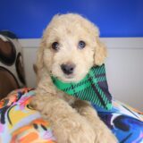 Zing Goldendoodle 01