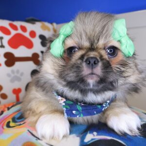 Zora Pekingese 01 Zora Pekingese 01