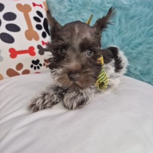 Zorion Schnauzer 01 Zorion Schnauzer 01