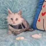 Zuko Maine Coon 01