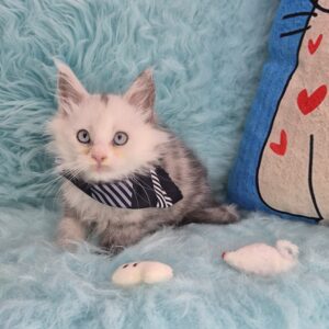 Zuko Maine Coon 01