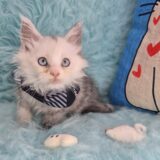 Zuko Maine Coon 03