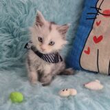 Zuko Maine Coon 04