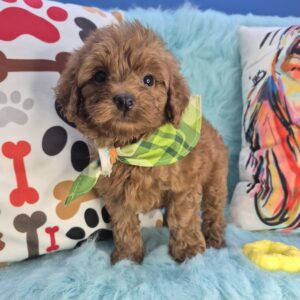 Zuma Goldendoodle 01 Zuma Goldendoodle 01