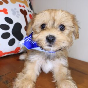 Zuma Morkie 01 Zuma Morkie 01