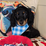 AJ Dachshund 01