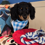 AJ Dachshund 02