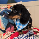 AJ Dachshund 03