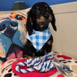 AJ Dachshund 04
