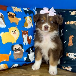 Adia Australian Shepherd 01