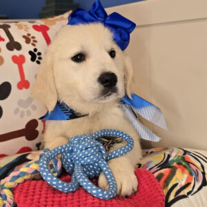 Afra Golden Retriever 01 Afra Golden Retriever 01