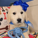 Afra Golden Retriever 03