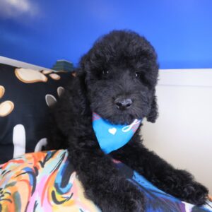 Akumu Goldendoodle 01 Akumu Goldendoodle 01