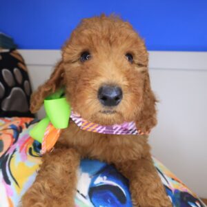 Anouk Standard Goldendoodle 01 Anouk Standard Goldendoodle 01