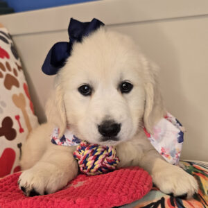 Anubis Golden Retriever 01 Anubis Golden Retriever 01