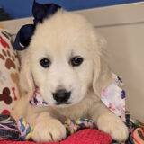 Anubis Golden Retriever 02