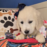 Anubis Golden Retriever 03