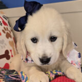 Anubis Golden Retriever 04