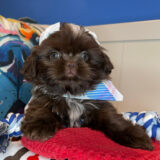 Aphrodite Shih Tzu 01