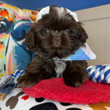 Aphrodite Shih Tzu 02