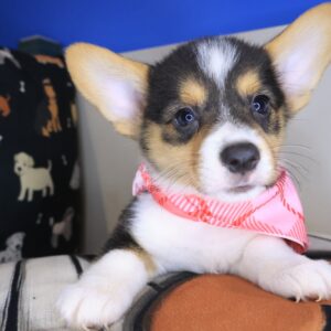 Archimedes Pembroke Welsh Corgi 01 Archimedes Pembroke Welsh Corgi 01