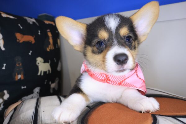 Archimedes Pembroke Welsh Corgi 01