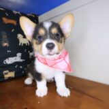 Archimedes Pembroke Welsh Corgi 04