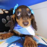 Ariana Dachshund 01