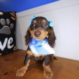 Ariana Dachshund 02