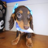 Ariana Dachshund 03