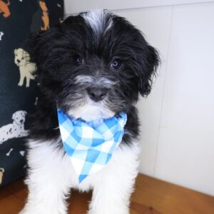 Aspen Havanese 01 Aspen Havanese 01