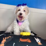 Athena Bichapoo 01