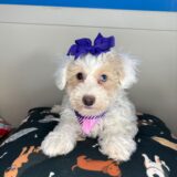 Athena Bichapoo 03