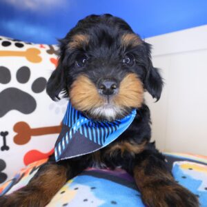 Babydoll Yorkiepoo 01 Babydoll Yorkiepoo 01
