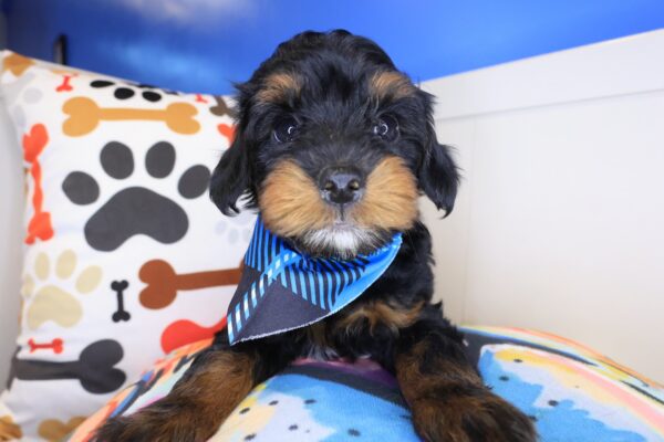 Babydoll Yorkiepoo 01