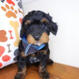 Babydoll Yorkiepoo 02