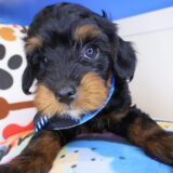 Babydoll Yorkiepoo 03