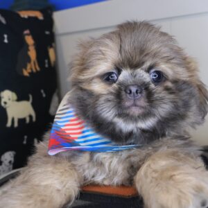 Bailey Shih Tzu 01 Bailey Shih Tzu 01